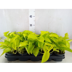 Epipremnum pinn. 'Golden Pothos'