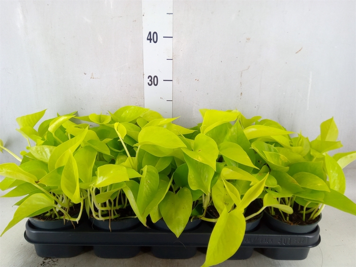 <h4>Epipremnum pinn. 'Golden Pothos'</h4>