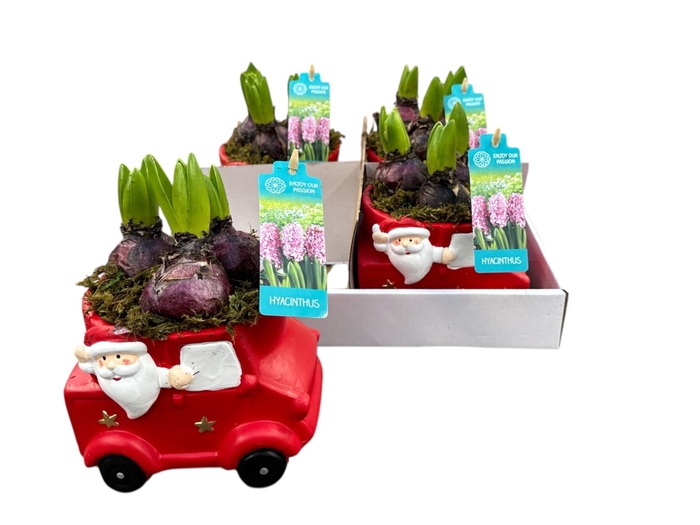 <h4>ARR HYACINTH</h4>