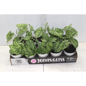 CALADIUM HILO BEAUTY P12