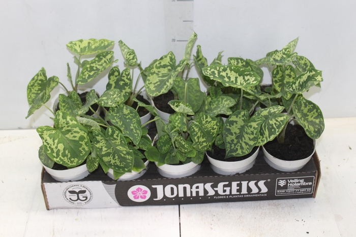 <h4>CALADIUM HILO BEAUTY P12</h4>