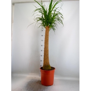 Beaucarnea recurvata