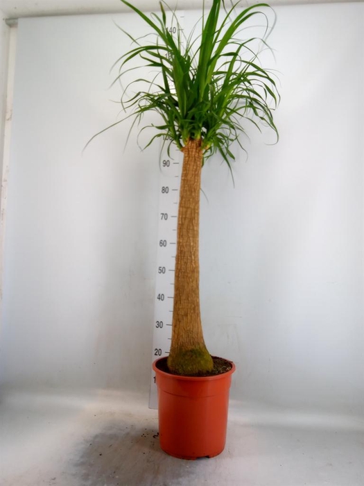 <h4>Beaucarnea recurvata</h4>