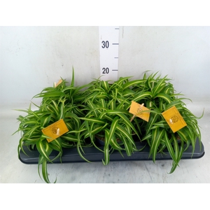 Chlorophytum com. 'Bonnie'