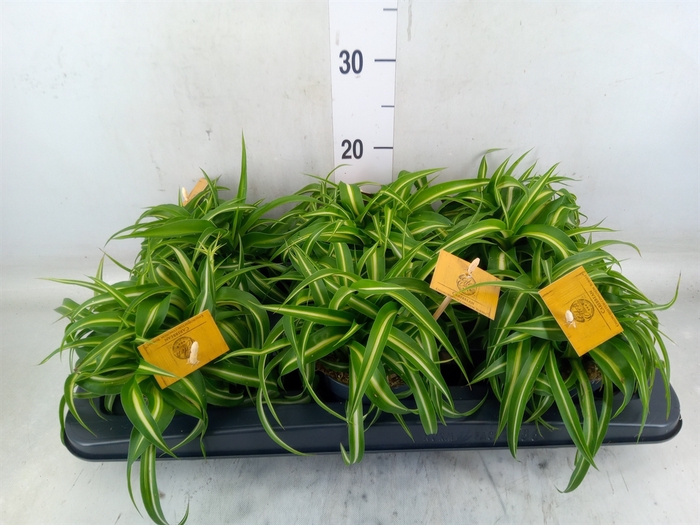 <h4>Chlorophytum com. 'Bonnie'</h4>