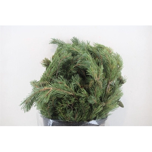 Pinus Mugo P Bunch