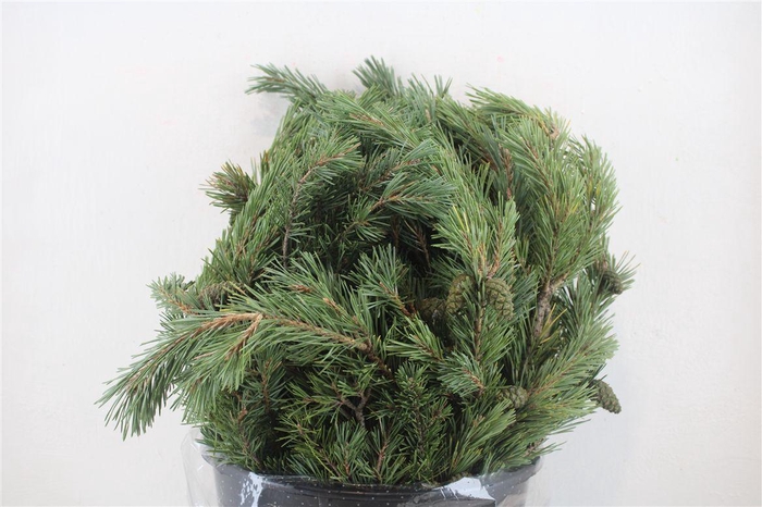 <h4>Pinus Mugo P Bunch</h4>
