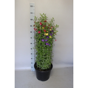 Calibrachoa Zuil 100cm
