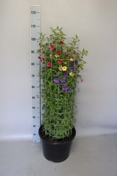 <h4>Calibrachoa Zuil 100cm</h4>