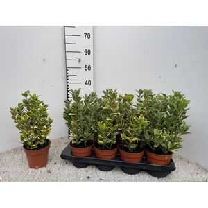 EUONYMUS JA MARIEKE