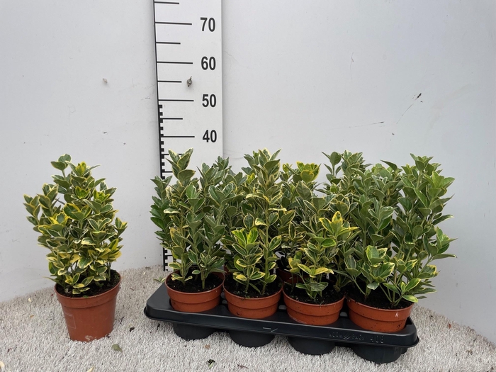 <h4>EUONYMUS JA MARIEKE</h4>