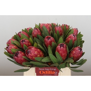 Protea Red Ice