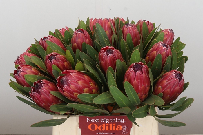 Protea Red Ice