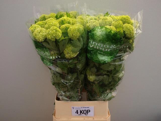 <h4>VIBURNUM ROSEUM ST</h4>