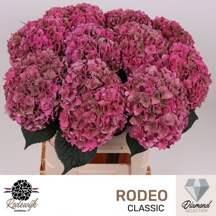 <h4>HYDR M CH RODEO CL</h4>