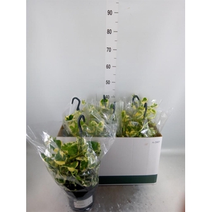 Epipremnum pinn. 'NJoy'