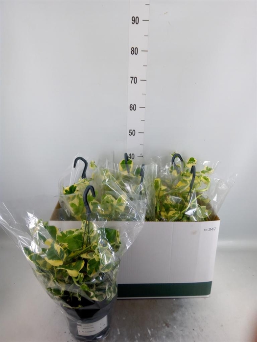<h4>Epipremnum pinn. 'NJoy'</h4>
