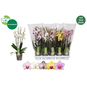 PHAL GEM