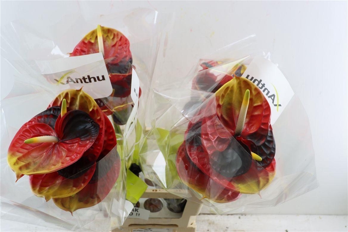 <h4>Anth Collection German Flag</h4>