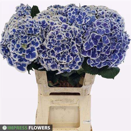 <h4>Hydr M Beau Dali 60cm</h4>