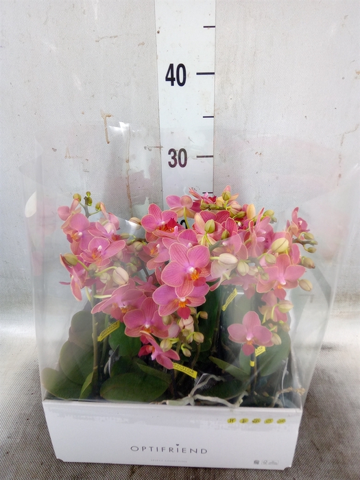 <h4>Phalaenopsis multi.   ...orange</h4>