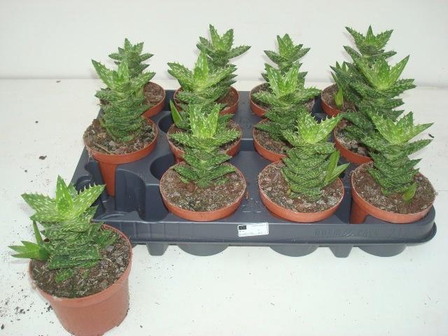 <h4>ALOE SQUARROSA</h4>