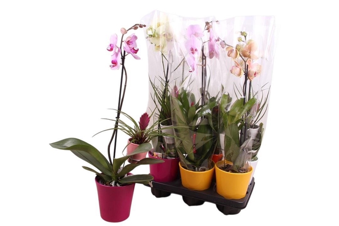 <h4>ARR PHAL 1 TAK</h4>