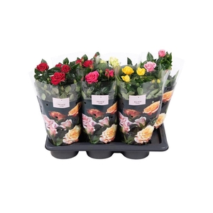 Nolina Roses Ø 17 cm Mix