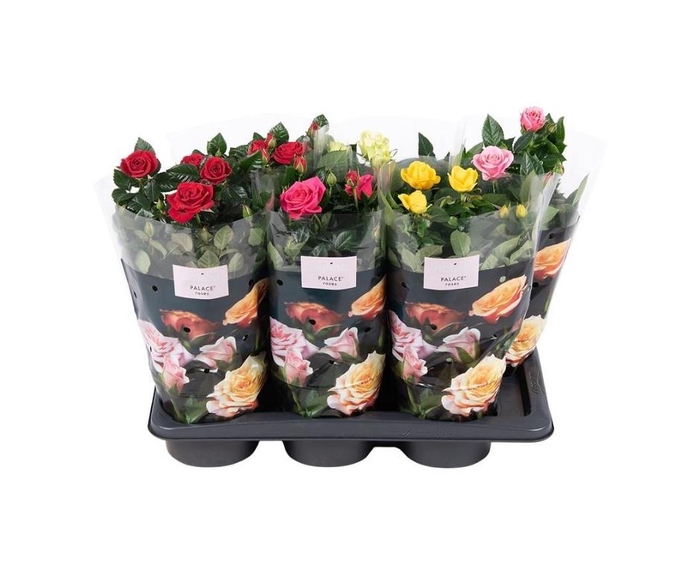 <h4>Nolina Roses Ø 17 cm Mix</h4>