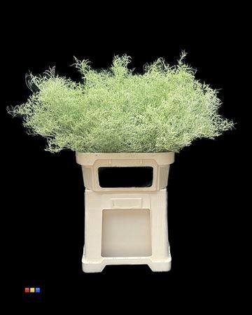 <h4>Limonium Mint</h4>