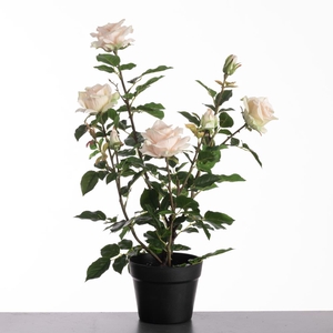 Af Rosa In Pot H64cm L.pink