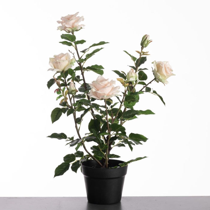 <h4>Af Rosa In Pot H64cm L.pink</h4>