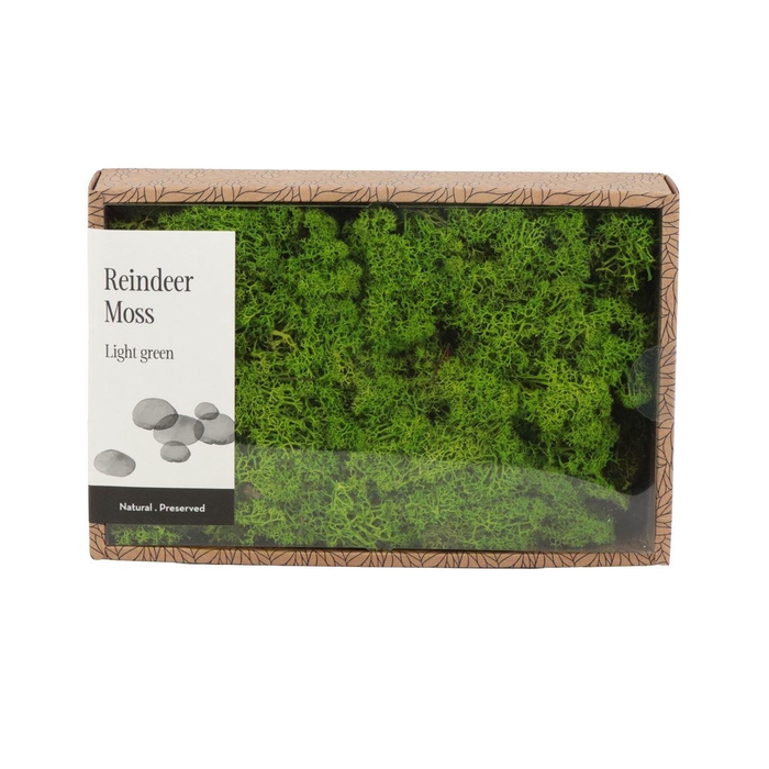 <h4>Ijslandmos (reindeer) Light Green - Box M</h4>