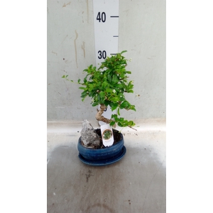 Bonsai   ...mix