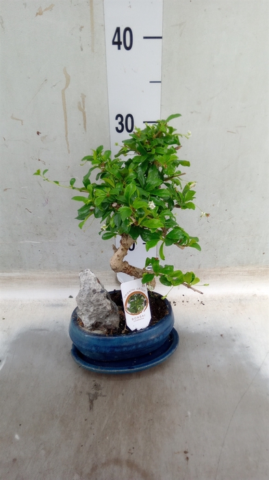 <h4>Bonsai   ...mix</h4>