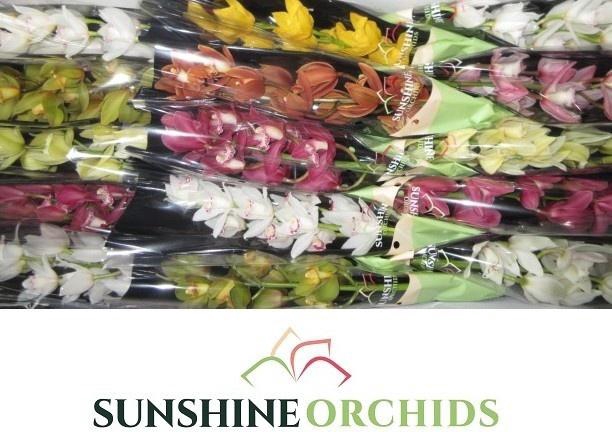 <h4>CYMB MI GEM</h4>