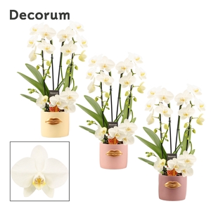 Phalaenopsis twirl wit in Lovely (Luxury world-collection)