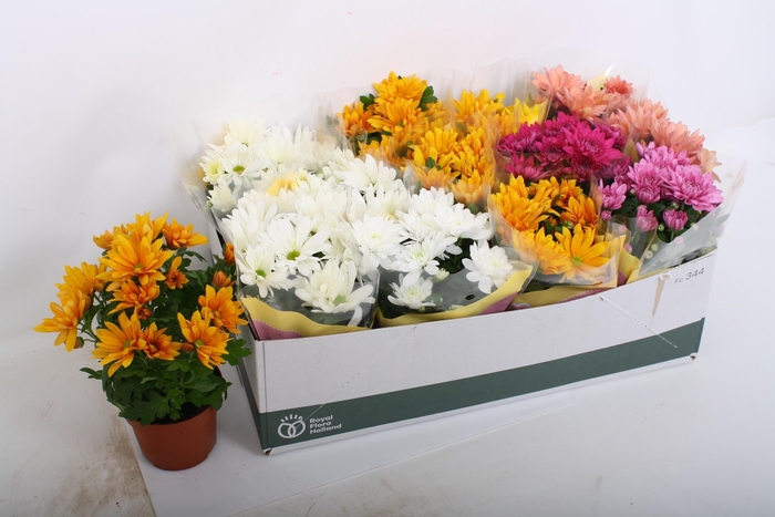 <h4>CHRYS GEM 7 KL</h4>