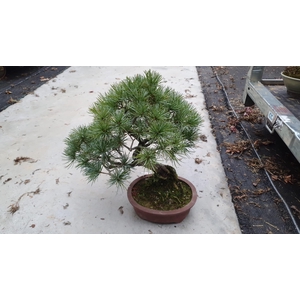Pinus parviflora