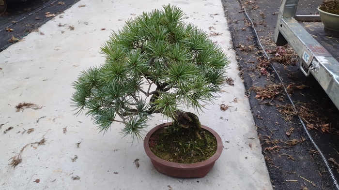 <h4>Pinus parviflora</h4>