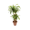 DRACENA MASSANGEANA P40
