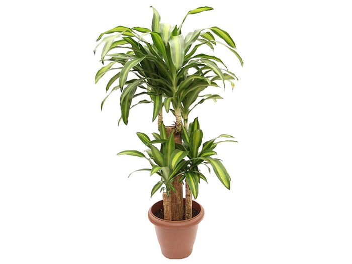 DRACENA MASSANGEANA P40