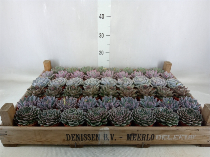 <h4>Echeveria   ...</h4>