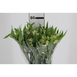 ALSTROEMERIA PRESTIGE 080 CM BRANCO