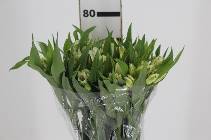 <h4>ALSTROEMERIA MISTRAL 080 CM</h4>