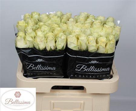 <h4>R Gr Cream Unique</h4>