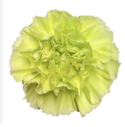 <h4>Di St Green Marty</h4>