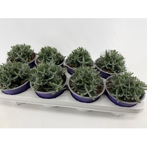 Lavendula angustifolia Essence Purple