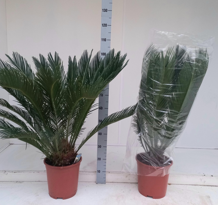 <h4>CYCAS REVOLUTA</h4>