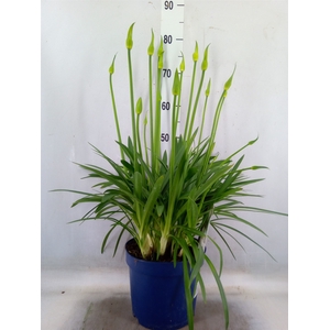 Agapanthus  'Amourette Superb Whit'